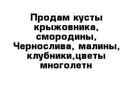 Продам кусты крыжовника, смородины, Чернослива, малины, клубники,цветы многолетн